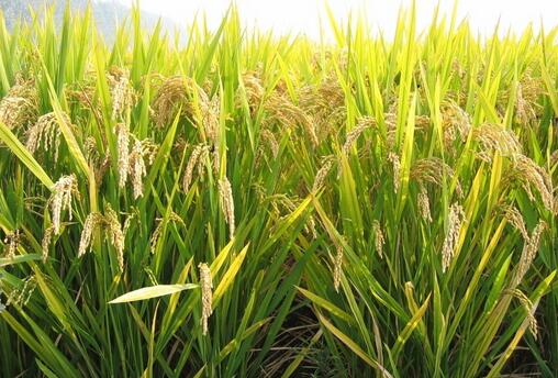 水稻晒田增产促早熟