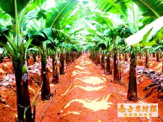 香蕉种植应用水肥一体化技术高效又节肥