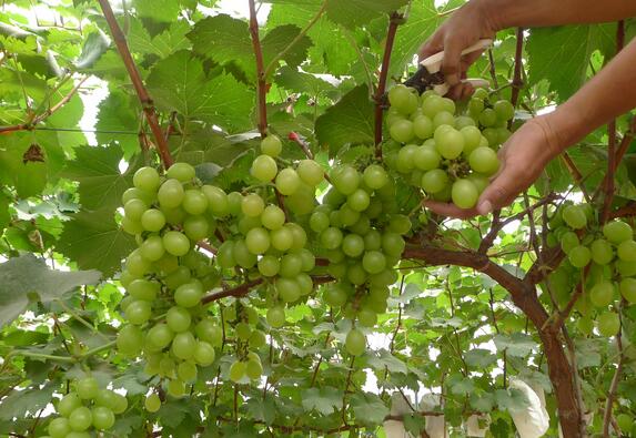 葡萄避雨栽培技术病害少品质高