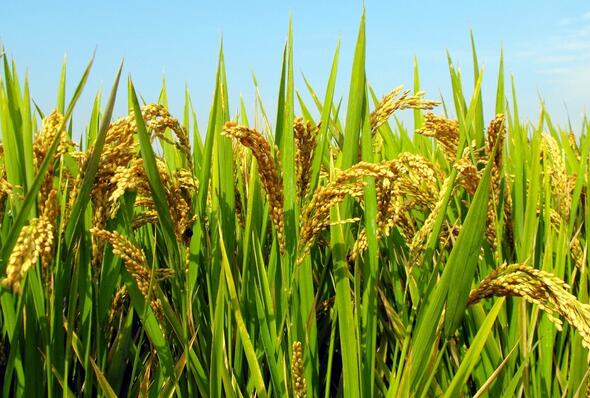 水稻专家:南方一季稻中后期抗灾夺丰收田管技术意见