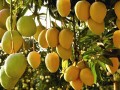 芒果采果后怎样施肥，如何管理？
