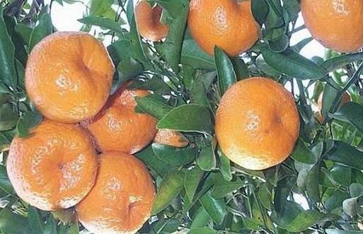 温州蜜柑施用壮果攻梢肥的时间及方法