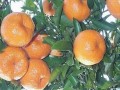 温州蜜柑施用壮果攻梢肥的时间及方法