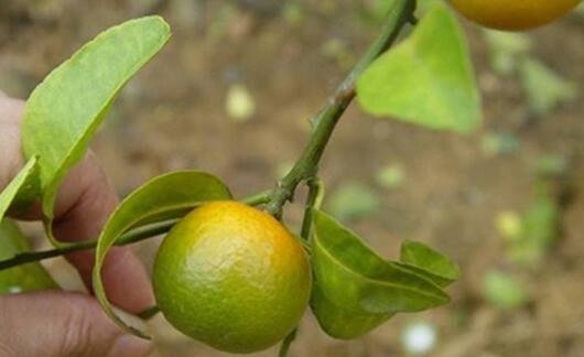 柑橘黄化症用土壤改良和施用柑橘专用肥来防治