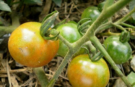 西红柿不转色，应该怎么办？