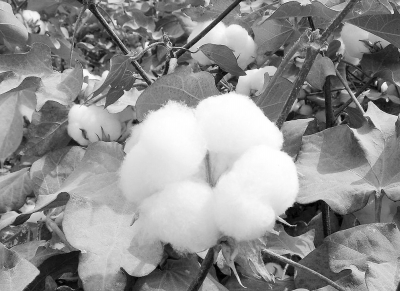 棉花高产栽培的“阿拉尔模式”