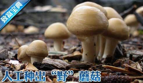 双孢菇野生栽培技术：林下里种出“野”蘑菇