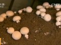 [科技苑]令人震撼的蘑菇工厂三次发酵一年产8季