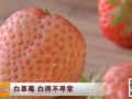 [科技苑]白草莓无公害种植管理技术
