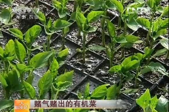 山东乐陵宋国强有机蔬菜种植方法