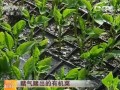 山东乐陵宋国强有机蔬菜种植方法