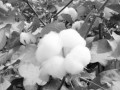 棉花苗期的技术管理措施