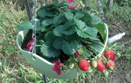 四季草莓盆栽品种及种植技术