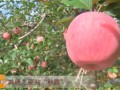 [科技苑]苹果树减肥先要贴“秋膘”