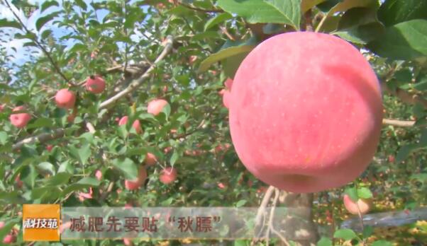 [科技苑]苹果树减肥先要贴“秋膘”