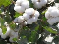 棉花高产简化栽培技术