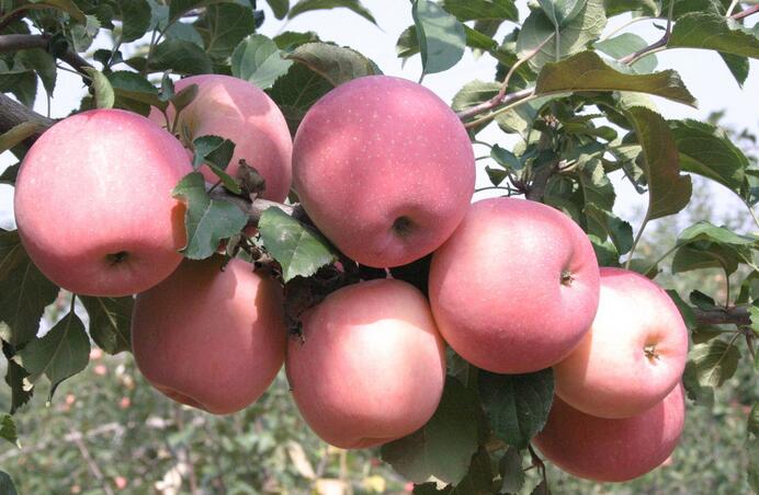 [农广天地]苹果种植新技术：三优一体化栽培模式效益高