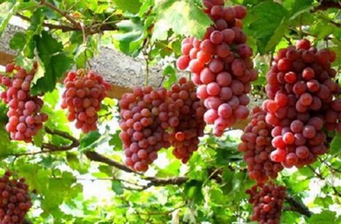 [农广天地]敦煌葡萄与红枣的种植生产技术
