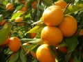 柑橘留树保鲜技术