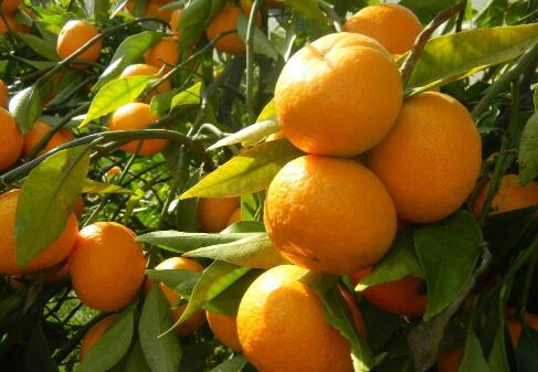 柑橘留树保鲜技术