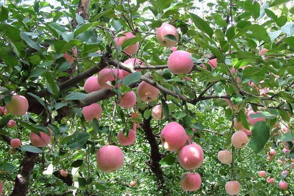 苹果矮砧密植集约栽培技术要点