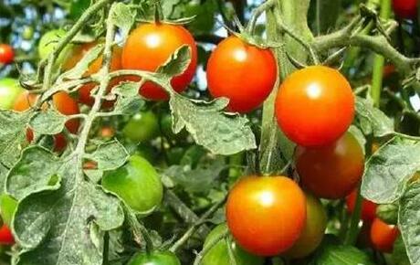 预防西红柿空心果的好方法