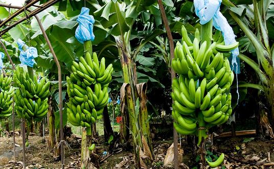 [农广天地]走进麻涌：香蕉和南美白对虾的特色农产品生产