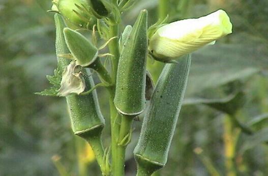 黄秋葵的种植条件有哪些