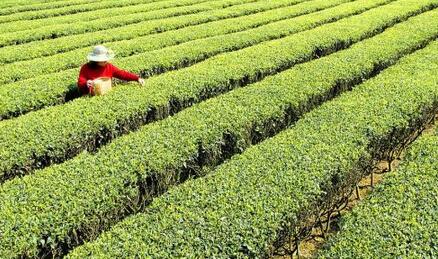 [农广天地]商南茶的种植、加工、存储、监管全过程