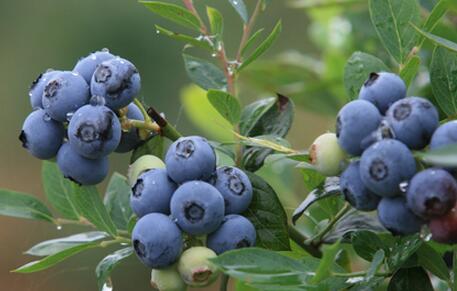 蓝莓春季管理:滴灌抗春旱 施肥增营养
