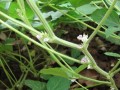[农广天地]大豆落花落荚的原因及预防