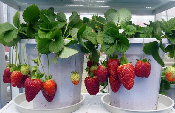 盆栽四季草莓的种植方法