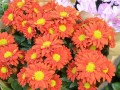 [农广天地]非洲菊的种植技术视频