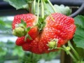 别让草莓长歪了：防止草莓畸形果有妙招