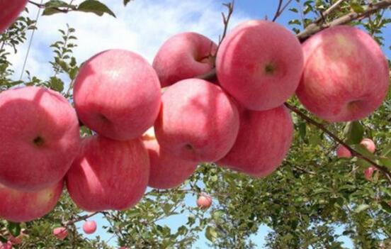 走进沂源:探寻沂源红苹果的种植技巧