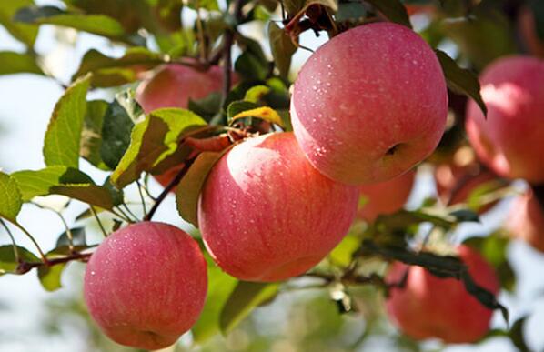 [科技苑]苹果树结出好果子 春天施肥很关键