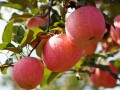 [科技苑]苹果树结出好果子 春天施肥很关键