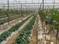 [农广天地]温室葡萄套种草莓立体栽培技术