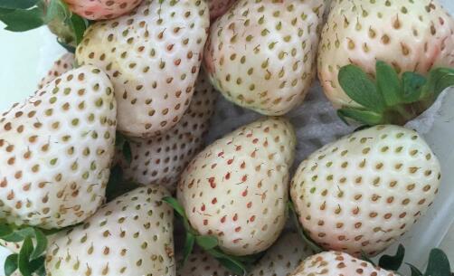 白草莓品种都有哪些？