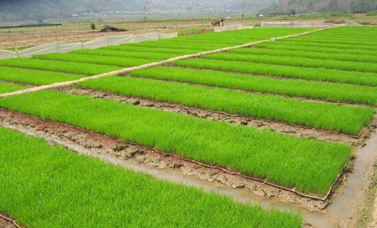 标准化水稻育秧提升稻米品质