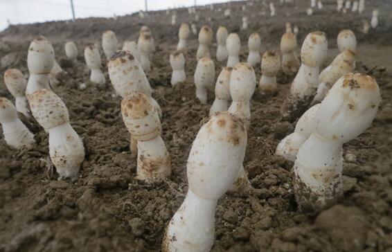 [农广天地]西藏鸡腿菇栽培技术