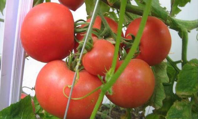 温室大棚西红柿春季高产管理技术