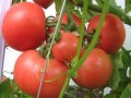温室大棚西红柿春季高产管理技术