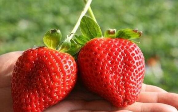春季大棚草莓高产栽培技术