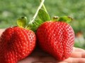 春季大棚草莓高产栽培技术