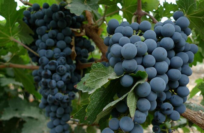 什么葡萄最适合酿酒？新疆酿酒葡萄栽培技术