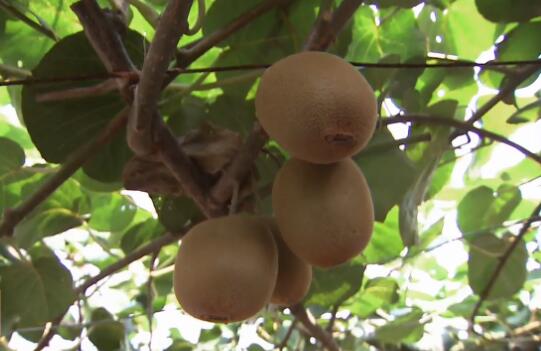 种植猕猴桃新品种杨氏金红50号成为果农的摇钱树