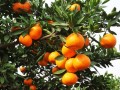 [科技苑]柑橘正确施肥没有大小年
