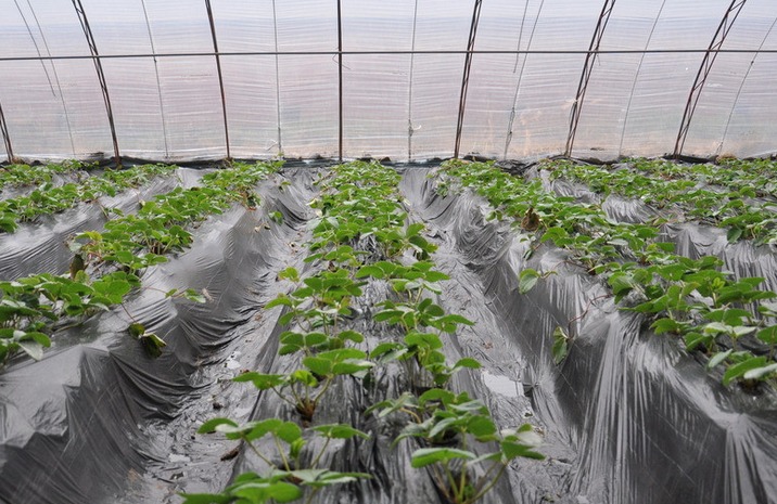 大棚草莓用喷灌和滴灌新技术提高产量和品质
