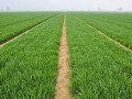 春季小麦病虫害症状与防治